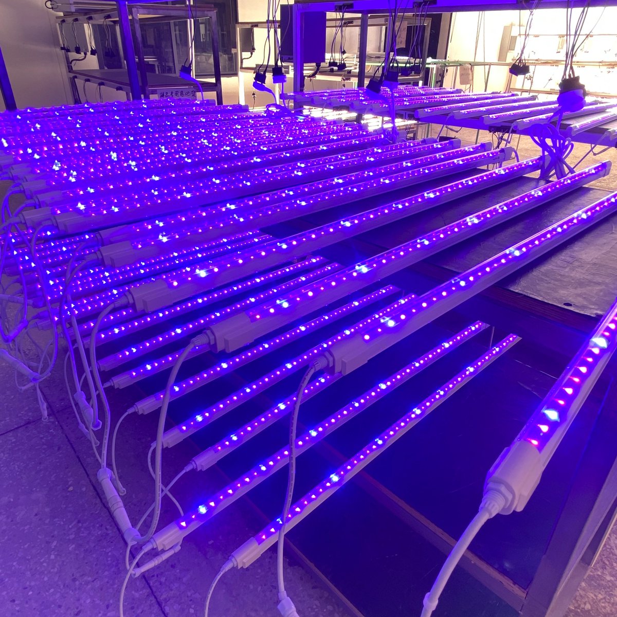 HongYi 25W*2pcs-UV+FR light strips--more options for grow lights
contact me.
Email:sumer@hongyidg.com
Skype &WhatsApp & Wechat 86 18186844638
#GrowLed #GrowLights  #CannabisCommunity  #CommercialGrow  #Hydroponics #420 #Cultivation  #hemp #HongYiHorticulture#bygrowersforgrowers
