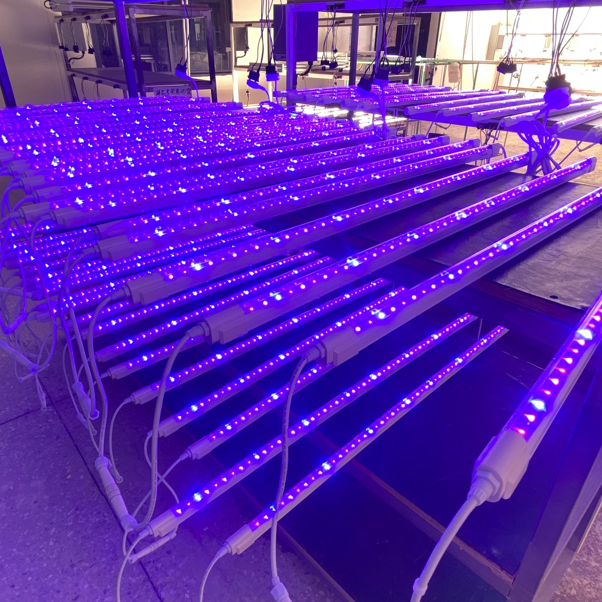 SumerZhong's tweet photo. HongYi 25W*2pcs-UV+FR light strips--more options for grow lights
contact me.
Email:sumer@hongyidg.com
Skype &amp;WhatsApp &amp; Wechat 86 18186844638
#GrowLed #GrowLights  #CannabisCommunity  #CommercialGrow  #Hydroponics #420 #Cultivation  #hemp #HongYiHorticulture#bygrowersforgrowers https://t.co/KALZRMSQgo