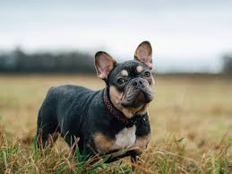 ImFindingIt's tweet photo. @BUZZNET Fun questions!  I got #FrenchBulldog. 

NOT at all the dog I thought I'd be assigned to (LOL).
Oddly enough, I believe my brother was breeding these dogs (are these the same as #bullies?).  He's no longer breeding, as he's being deployed to #Russia in the next few weeks.

#dogs https://t.co/oZaQWwe4H8