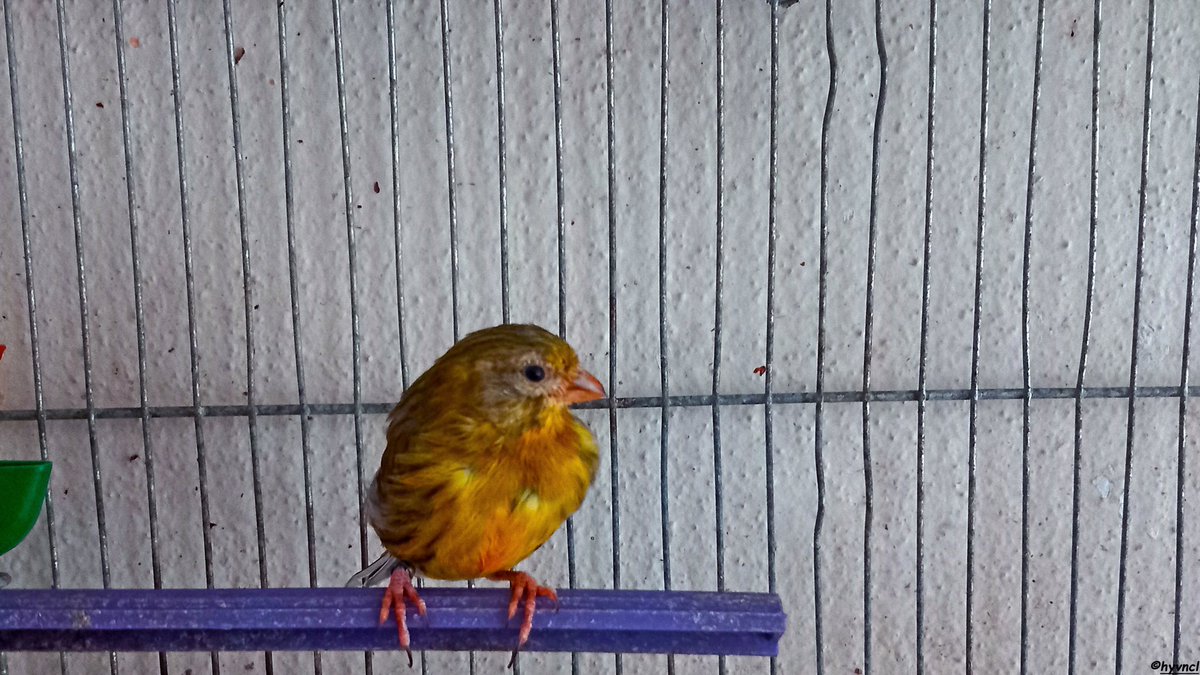 instagram.com/p/CzBkWOrslOF/…

#europeanserin #canary #susamcık  #canarymule #serinus #serinusserinus #καρδερινα #verdecillo #mixtoverdecillo #16x9_birds #ornithology #aviary #birdsoftwitter #backyardbirds #Photography #cagebird #ethnoornithology #fifefancy #canarybreeding