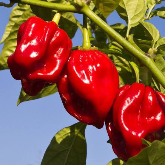 Habanero pepper farming Here are Health Benefits Of Habanero Peppers