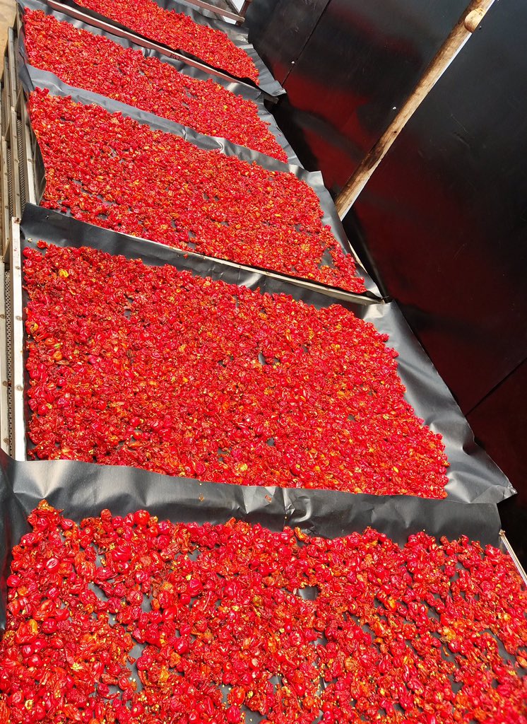 Habanero pepper farming Here are Health Benefits Of Habanero Peppers