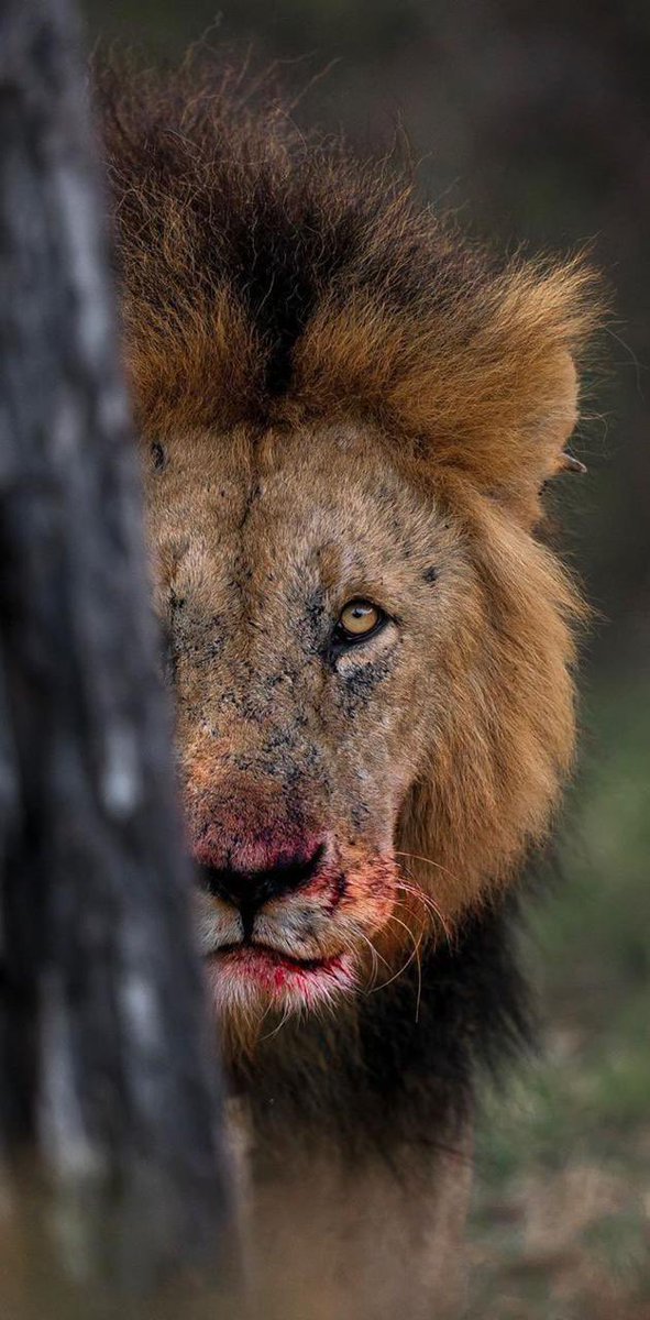 GAME DAY 
MAYORS CUP
That Dog Don’t Hunt Don’t Come In The Woods With It. 
See You At The Rock 
#Zone6Boys