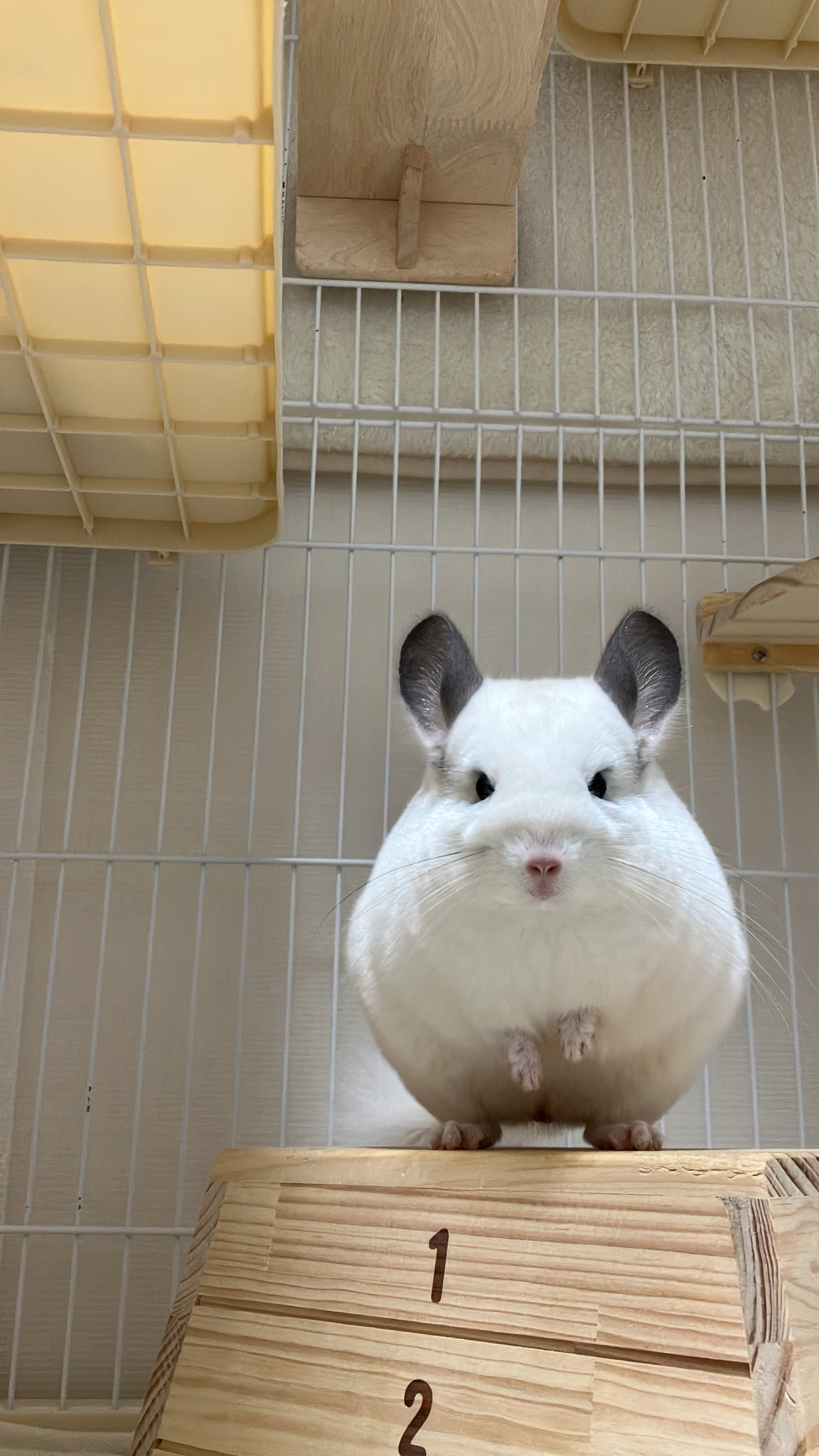 くまおのままお on X: 