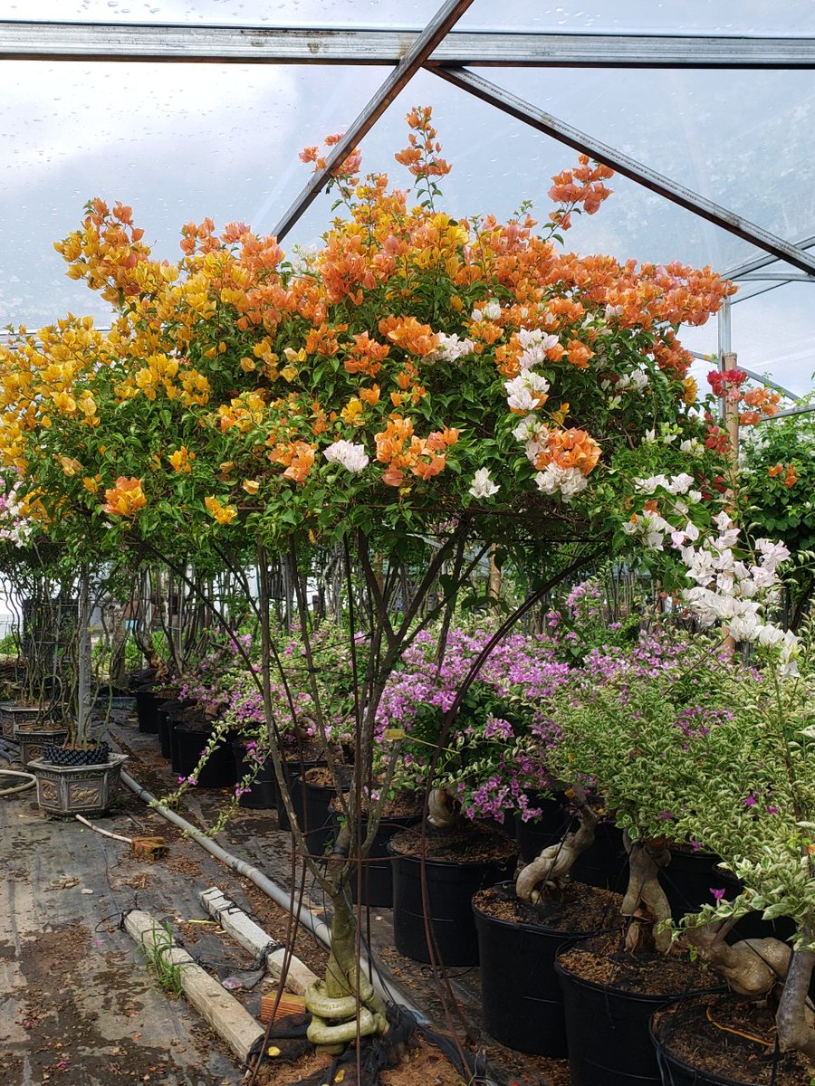 vuonlanthutien's tweet image. Bonsai consensus exchange Picoin. Consensus value 50Picoin
#PiNetwork
#PiCoin
#PiMall
#Pioneers
#Hoagiay