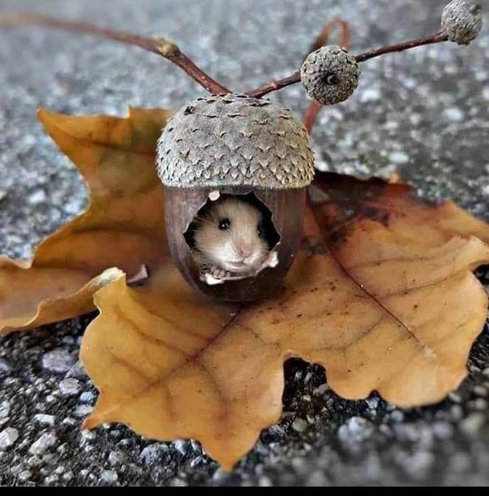 Никогда не упускайте случая сказать ласковое слово. 
Желудь ничего не стоит, но из него может вырасти огромнейший дуб.