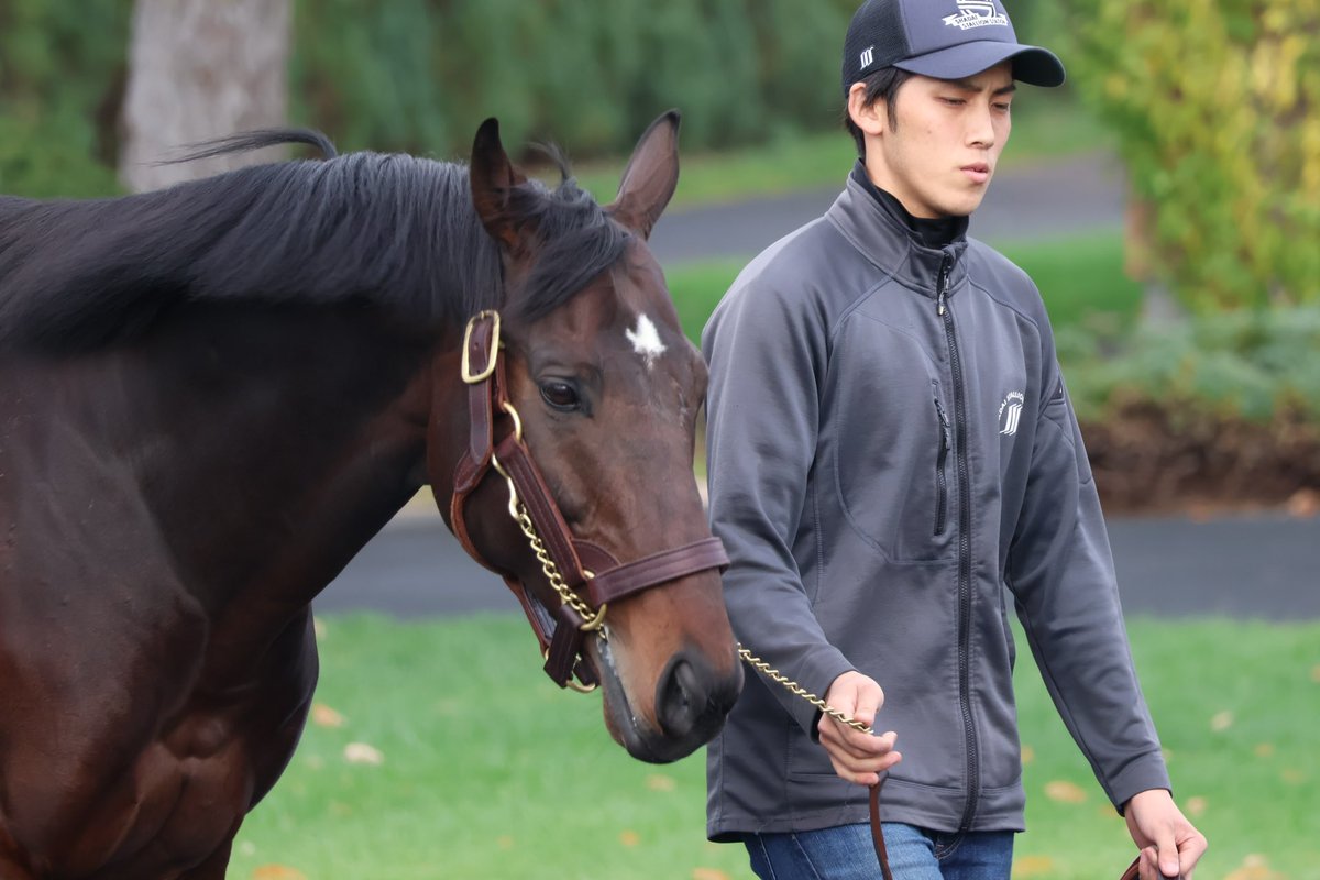 レイデオロ - Search / X