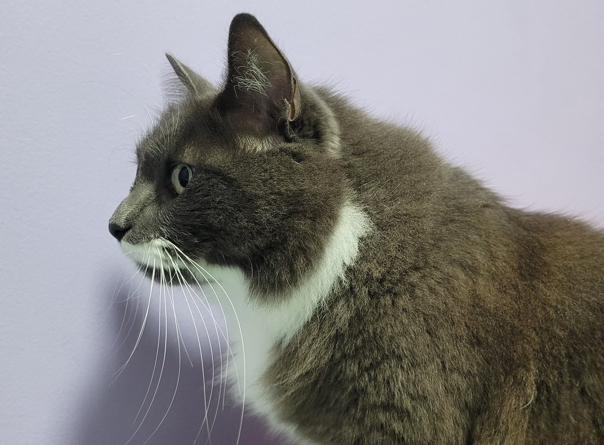 mmine gloriouse,, whiskes