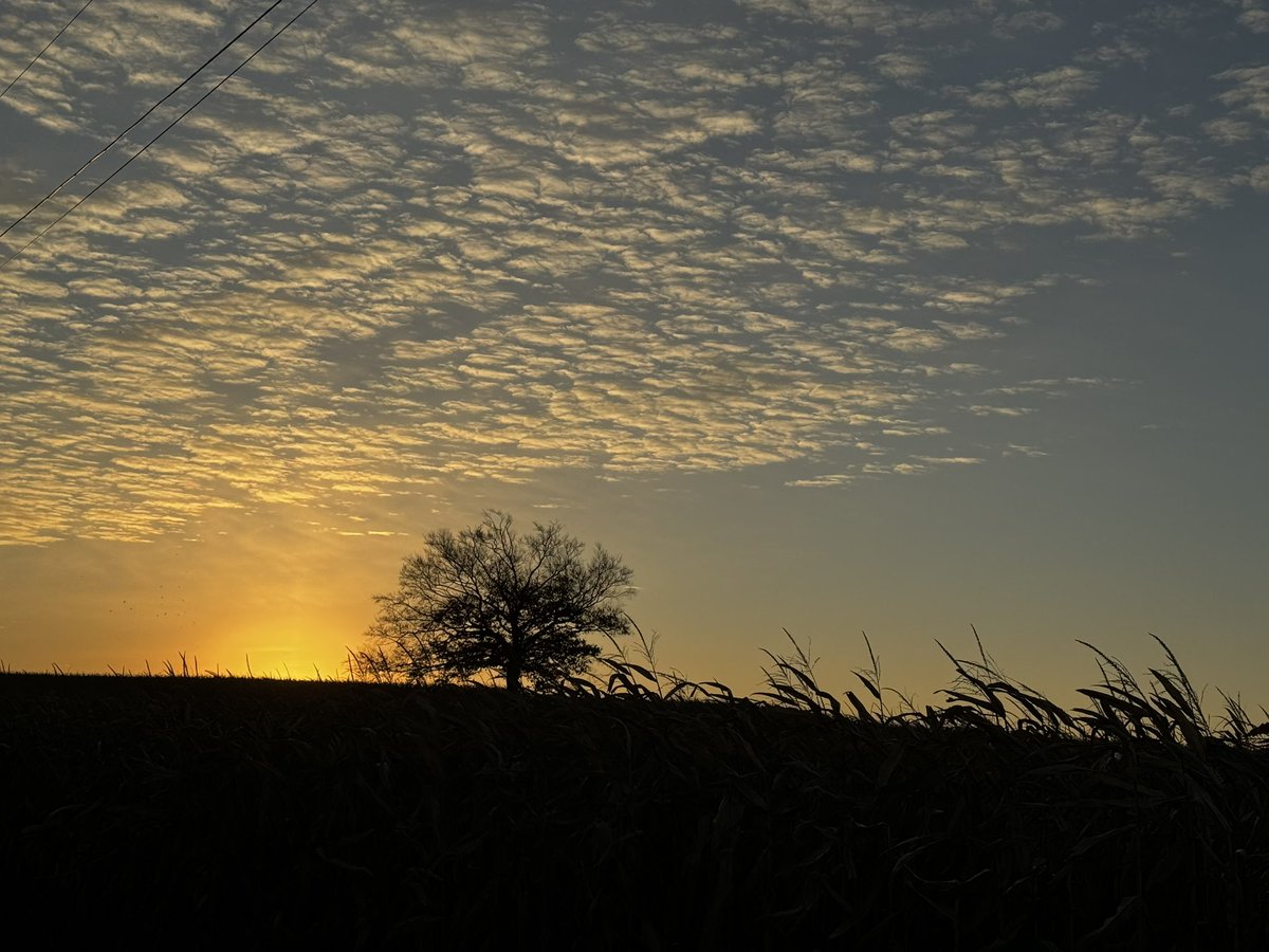 carolzollinger's tweet photo. Sometimes my neighborhood is really beautiful. #BeTheTree https://t.co/kCPnve1lO9