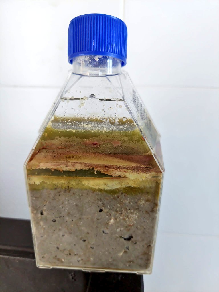 With <a href="/FelicianaOliva/">Feliciana Oliva</a> and the ACUF algal collection we are working to use #Winogradsky columns to preselect microbial species for isolation (and other interesting stuff). Look at some of the early results! Obtained from different layers of the same column... #microbiology