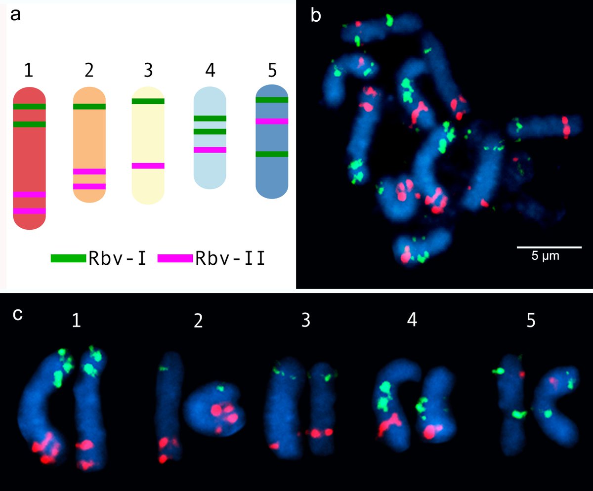 marques_et_al's tweet image. Halloween mode on 👻! I am happy to share our new work on #holocentric #chromosome evolution in Rhynchospora! Using a smart set of oligo-barcodes @YMata_Sucre et al. report that #holocentric #karyotypes evolve rapidly through complex rearrangements, breaks and fusions ☠️☢️👍