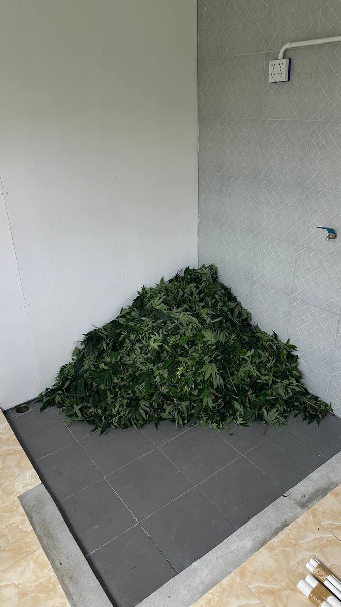 GreensTriangle's tweet photo. Ok @pfo_sac, we tried #payleaf and look what happened! 🍃 

Any ideas on what to do with all these leaves now? 

Suggestions welcome! 😁 

#cannabis #SolanaBreakpoint #SAC 

@StonedApeCrew https://t.co/PU2IKiwkHh