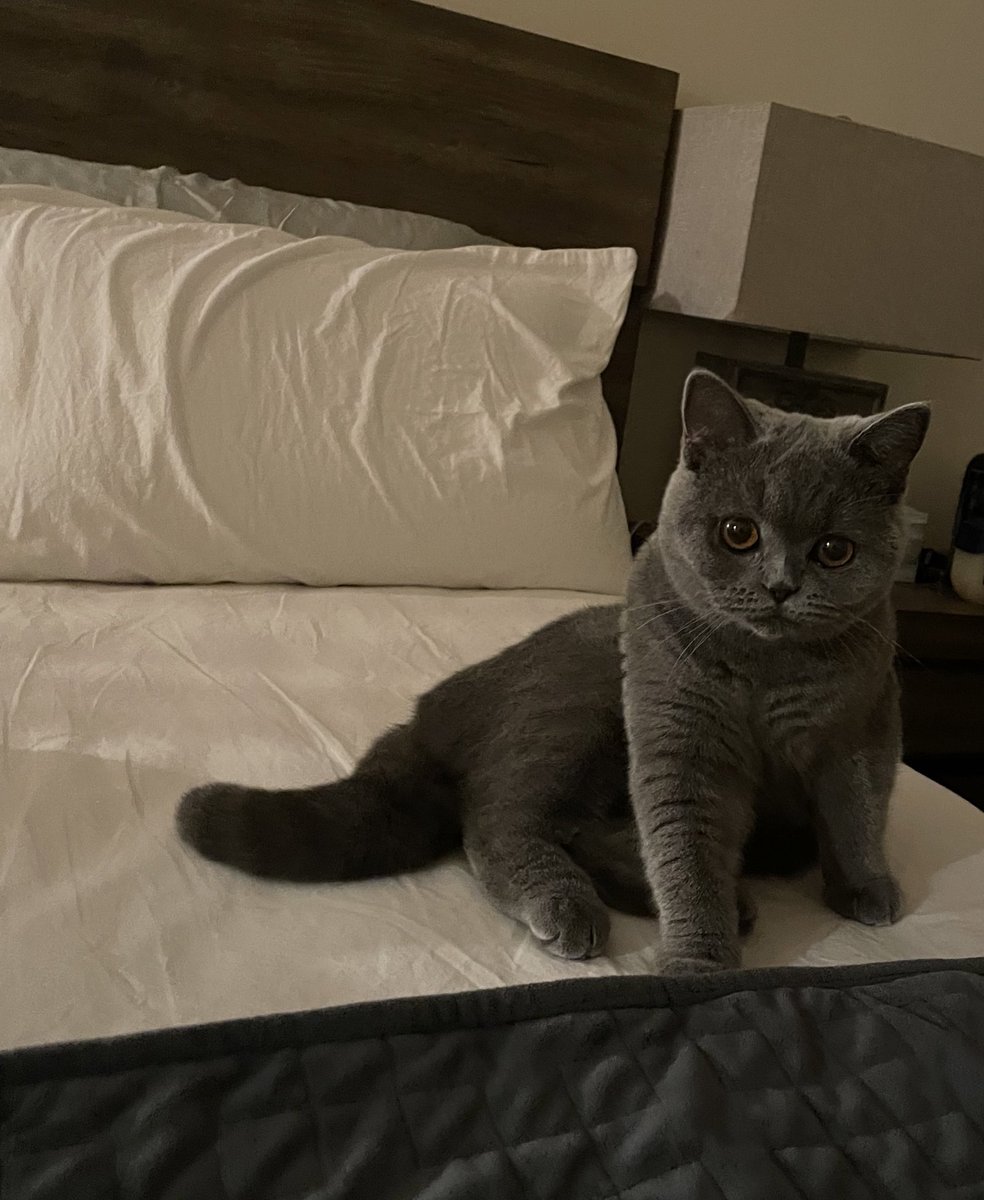 MobA0414's tweet photo. Happy Friday Everyone!! Lets manifest peace, love and interviews for everyone🧘🏽‍♀️ #Match2024 #MedX 

A common interview question, do you have any pets? Nope
This is Ms. Wendy ✌️ 💚my companion! https://t.co/OwlRCd0r5Z