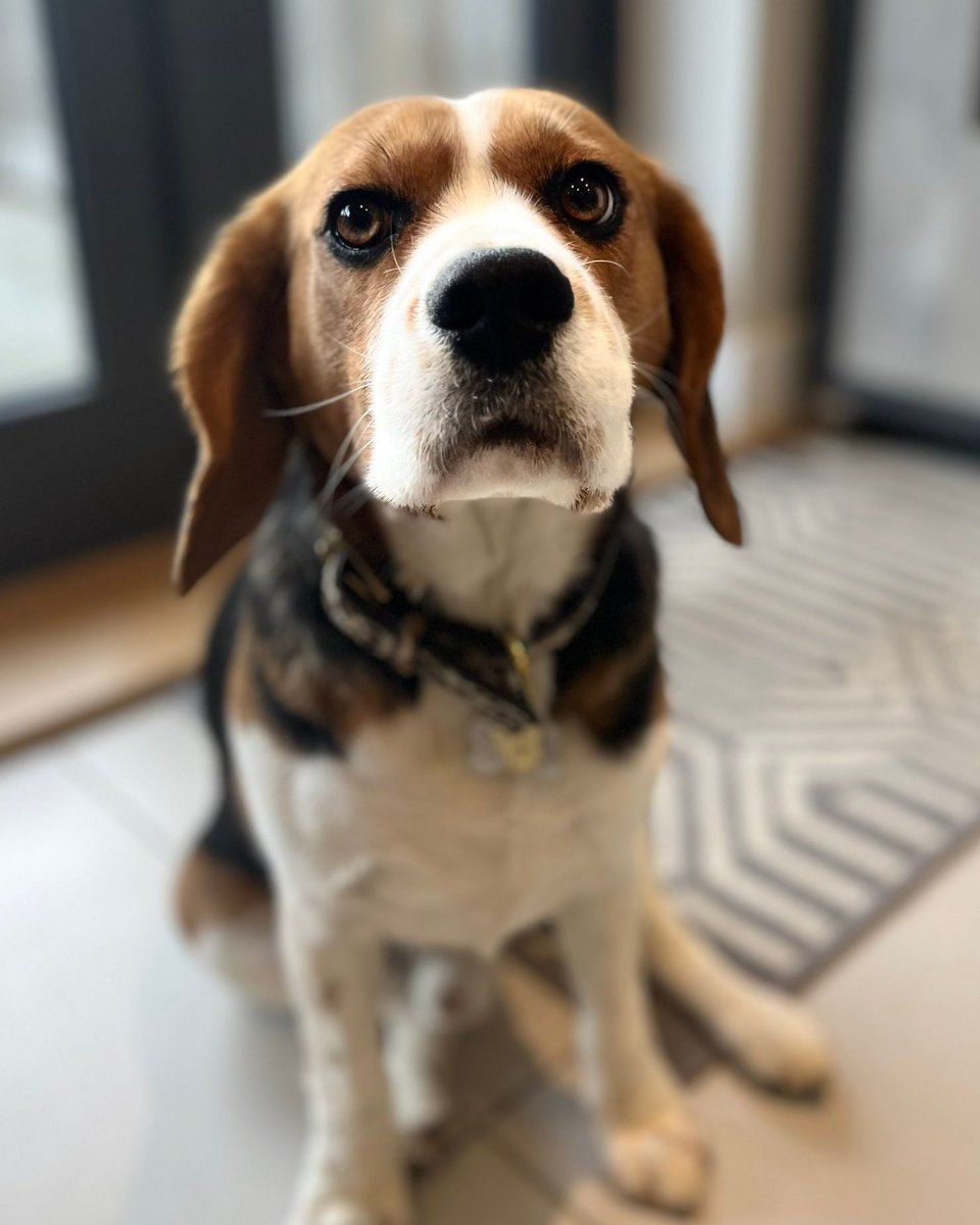 Few factors cause the #beagle to materialize as rapidly as the crinkle of a snack wrapper. #beaglefacts

📷 <a href="/rural_residence/">Rural Residence</a> / Twitter