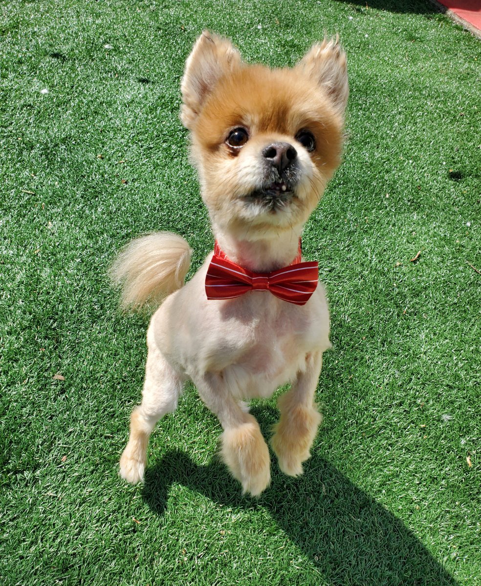 MisfitManorShop's tweet photo. Flashback Friday.  I toik this picture of Vlad they day I brought him home (3/22)!  He has a grade 6 heart murmur but that has not slowed him down.  He is such a happy, sweet dog...we cherish every day we have with him!   #misfitmanor #seniordog #rescuedog https://t.co/DzwWWxel3Z