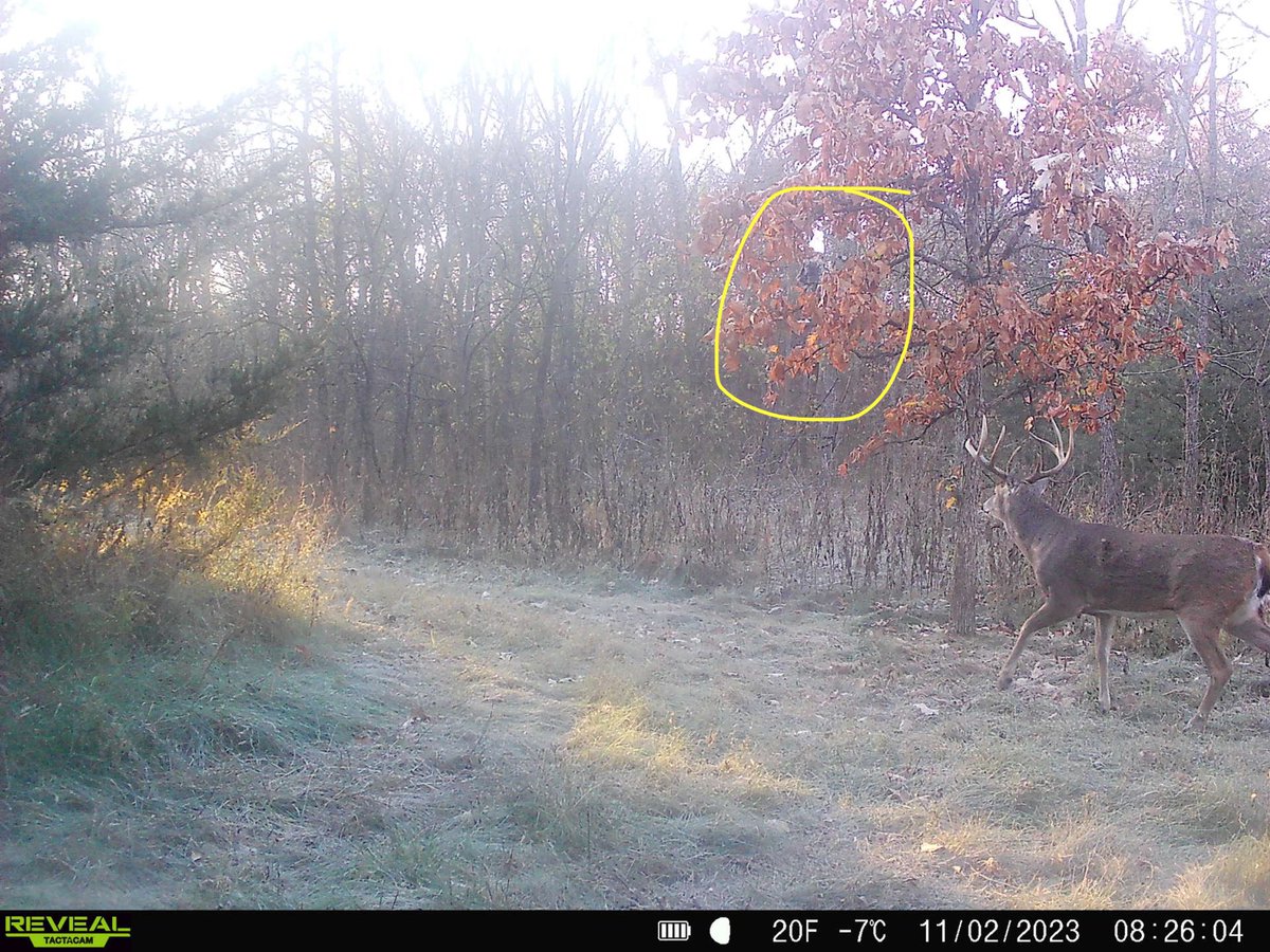 cppottier's tweet photo. Yesterday was another beautiful Nov. morning. I took a buck we call “Macaroni” just before 8:30. He read the script perfectly for one of my favorite stand locations &amp; right in front of my cams. Whether I harvest anything or not, I love being outdoors enjoying God’s creations! https://t.co/dIA6Cirkbv