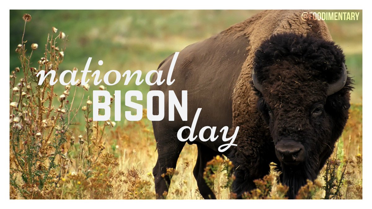 Happy #NationalBisonDay! 🐃 Join us in celebrating these majestic creatures, the epitome of strength and resilience. Let's raise awareness about their importance in our ecosystem and their cultural significance🌱 

#BisonLove #WildlifeConservation