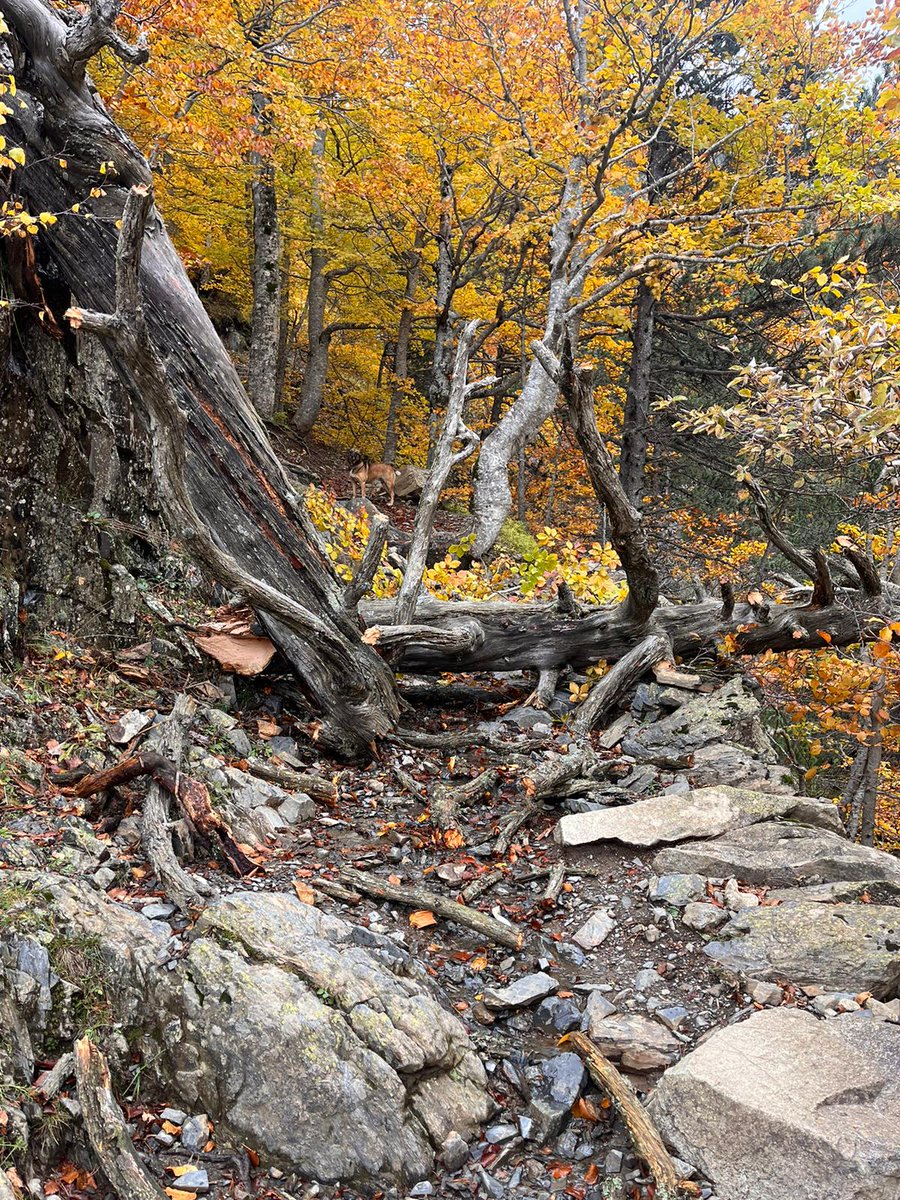 Montaña Segura tweet media