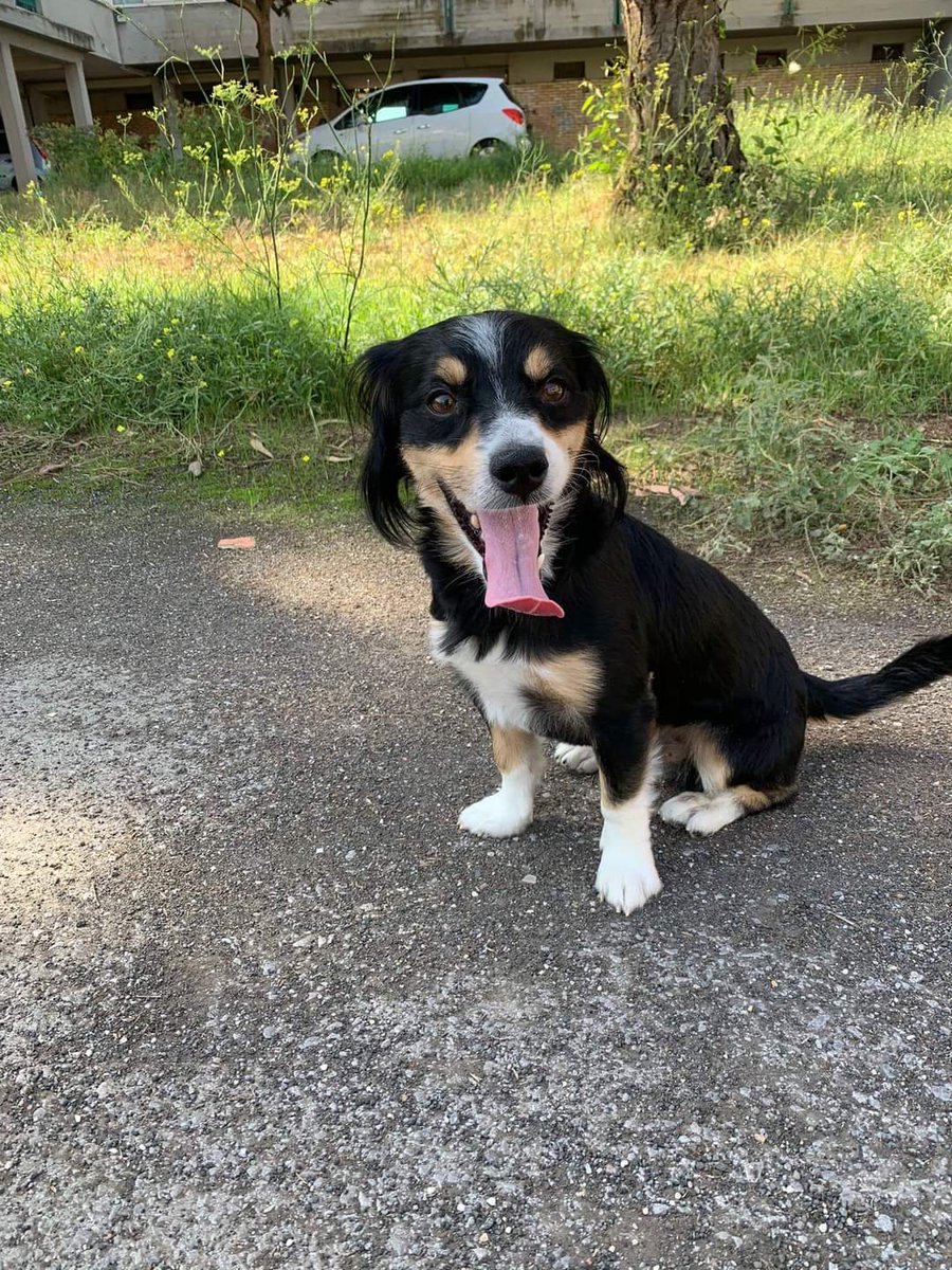 CREPATE
NAPOLI. LO BUTTANO FUORI CASA DOPO TRE ANNI MA LUI SA RITORNARE E VIENE  PRESO A CALCI PERFINO SUI TESTICOLI  LUI NON SI RIBELLA PERCHÉ NON SA DOVE ANDARE MASCHIETTO TRE ANNI SOLO 8  chili VA DACCORDO ANCHE CON I GATTI HA BISOGNO DI UNA NUOVA FAMIGLIA 3207684354.