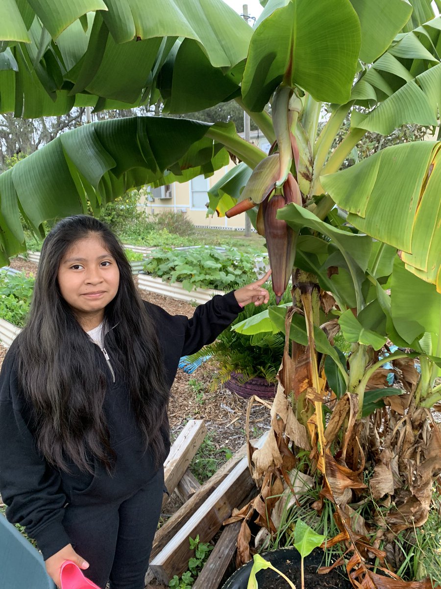 Let me hear you say, this  is bananas
B-A-N-A-N-A-!! <a href="/Mort_Manatees/">Mort Elementary</a> 
The #banana plant is finally flowering after years.  🍌 <a href="/HCPSElemScience/">HCPSElemScience</a> 
#schoolgarden #outdoorclassroom
