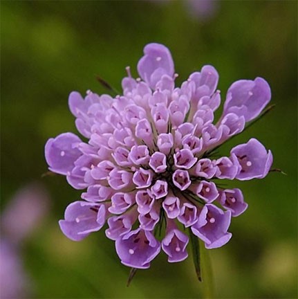jmbhatt's tweet photo. #FFUnfoldingWithInnumerableStoriesOfPincushionFlower: @kimmiechem2, @EdjoFrank, @genflower, @intoxicatedwith, @JAHesch, @sgwarnog, @TX_Tess, @miho_mallace, @zenDecision,  @ShortOrderPoet, @johnguzlowski, @ataraxypoetry https://t.co/FsSLafyxjr