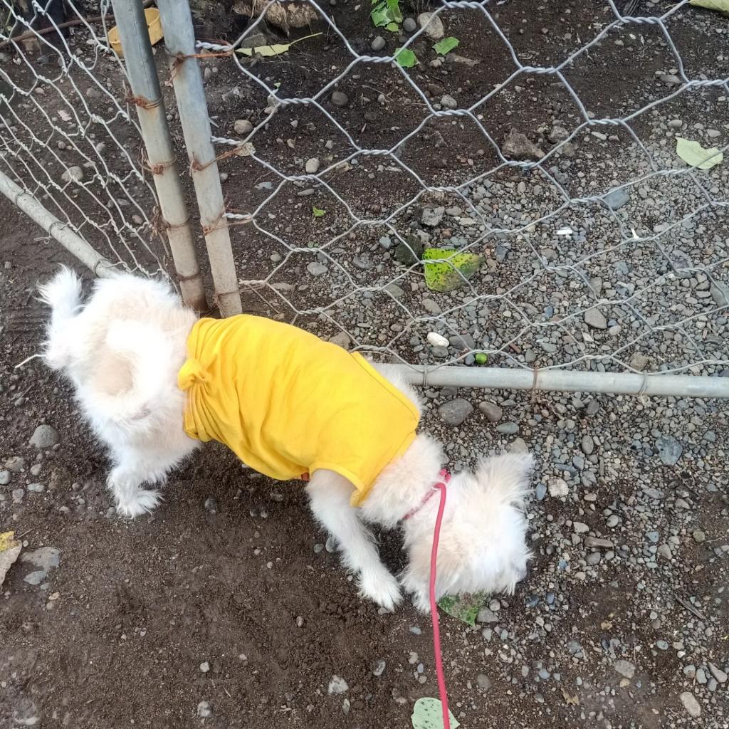 RenzKrizzle02's tweet photo. Peanut 🐶🐾🐕🤍 https://t.co/0GdAS51v5p