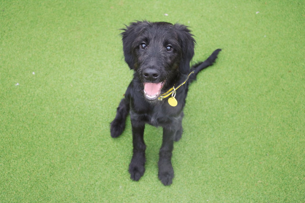DT_Glasgow's tweet photo. Isn’t little Zeke just adorable? 🥺😍

This little 4 month old pup is currently looking for his forever home. Find our more, and apply, on our website. Please note we suspect he may be quite popular 🤗💙 https://t.co/jHyqMWhtpT