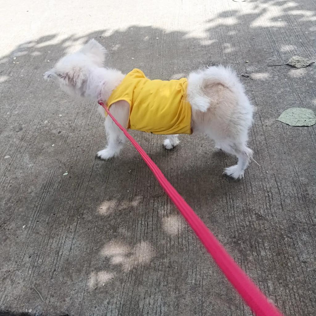 RenzKrizzle02's tweet photo. Peanut 🐶🐾🐕🤍 https://t.co/0GdAS51v5p