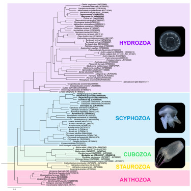 Reef Ecology Lab (@nusreef) on Twitter photo Revisiting mitogenome evolution in jellyfishes with eight new mitochondrial genomes on #WorldJellyfishDay by <a href="/lkcnhm/">Lee Kong Chian Natural History Museum</a> <a href="/NUS_DBS/">NUS Biological Sciences</a> <a href="/nustmsi/">NUS Tropical Marine Science Institute</a> <a href="/yalenus/">Synecdoche, Pookie</a>
doi.org/10.1016/j.isci… Revisiting mitogenome evolution in jellyfishes with eight new mitochondrial genomes on #WorldJellyfishDay by <a href="/lkcnhm/">Lee Kong Chian Natural History Museum</a> <a href="/NUS_DBS/">NUS Biological Sciences</a> <a href="/nustmsi/">NUS Tropical Marine Science Institute</a> <a href="/yalenus/">Synecdoche, Pookie</a>
doi.org/10.1016/j.isci…