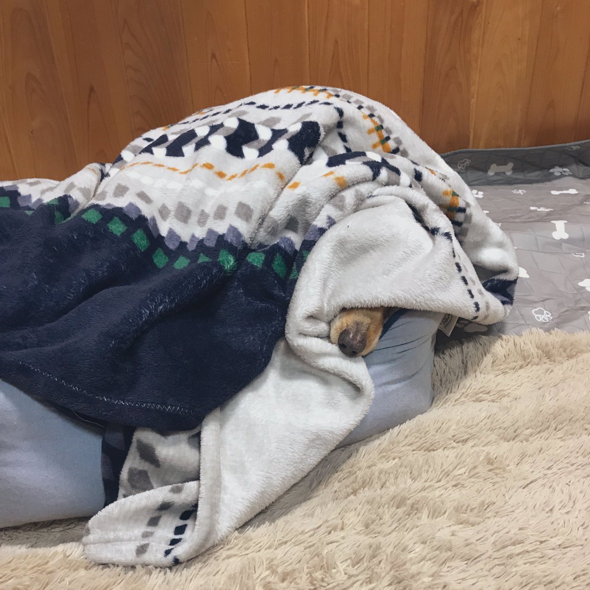 大犬包(ｵｵｲﾇﾎﾟｳ)