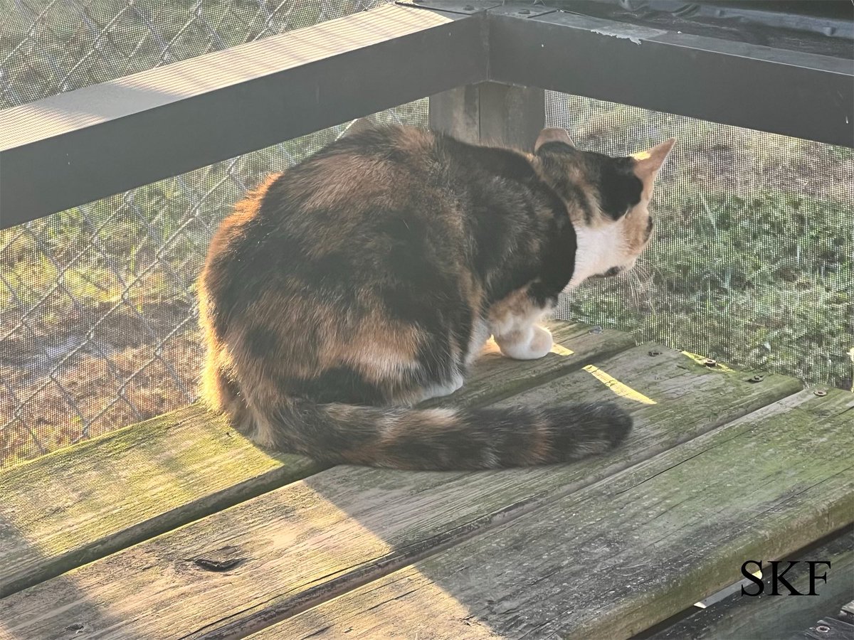 Lone Wolf: Hello everyone,
It’s a cool 60 degrees outside on the Catico as Sierra and Sanibel are making their #FridayMorning Backyard #Hedgewatch Patrols 
🌅👮‍♂️🌳🏡
I’m in the Catico Command Center in case they need back up.
#CatsOfTwitter 
#Tabby
#GreyPanfur
#Calico