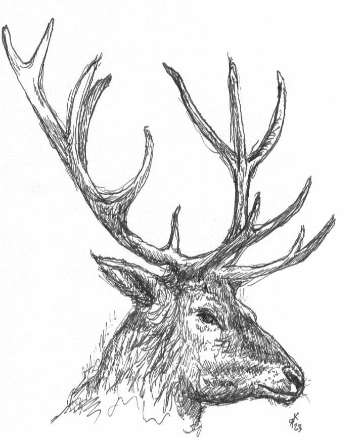 schönes Wochenende 😀😀😀 #schöneswochenende #hirsch #wild #wildlife #tuschezeichnung #tuscheaufpapier #Tusche #kunst #kunsthandwerk #schöneswochenende  #geweih #wald #tierzeichnung #tierportrait #tier #herbst besucht mich mal auf #ebay #ebayseller 

ebay.de/itm/1159607471…