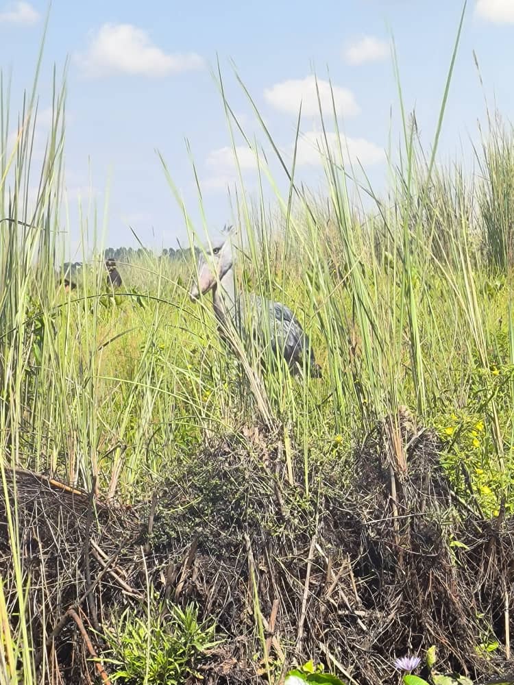 shoebillking's tweet photo. No doubt am the shoebill king book with me your #mabambswamptour  and be 100% sure to see your dream bird 
@pamz61  @DailyShoebills  @shoebillranboo  @alexonmarkel  @ajthenomad_  @BirdingBeijing  @BirdinginChina  @Guillemette84 https://t.co/gvSxc52WO0