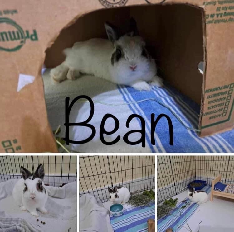 Bean 
Male
Netherland dwarf
2-3 years old 
Neutered 
Vaccinated for RHDV2

If you’re interested in adopting Bean Please send us a message!