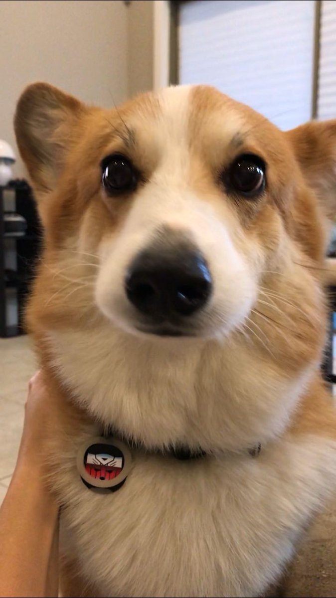 CorgiArenaWorld's tweet image. Perfect short ❤️