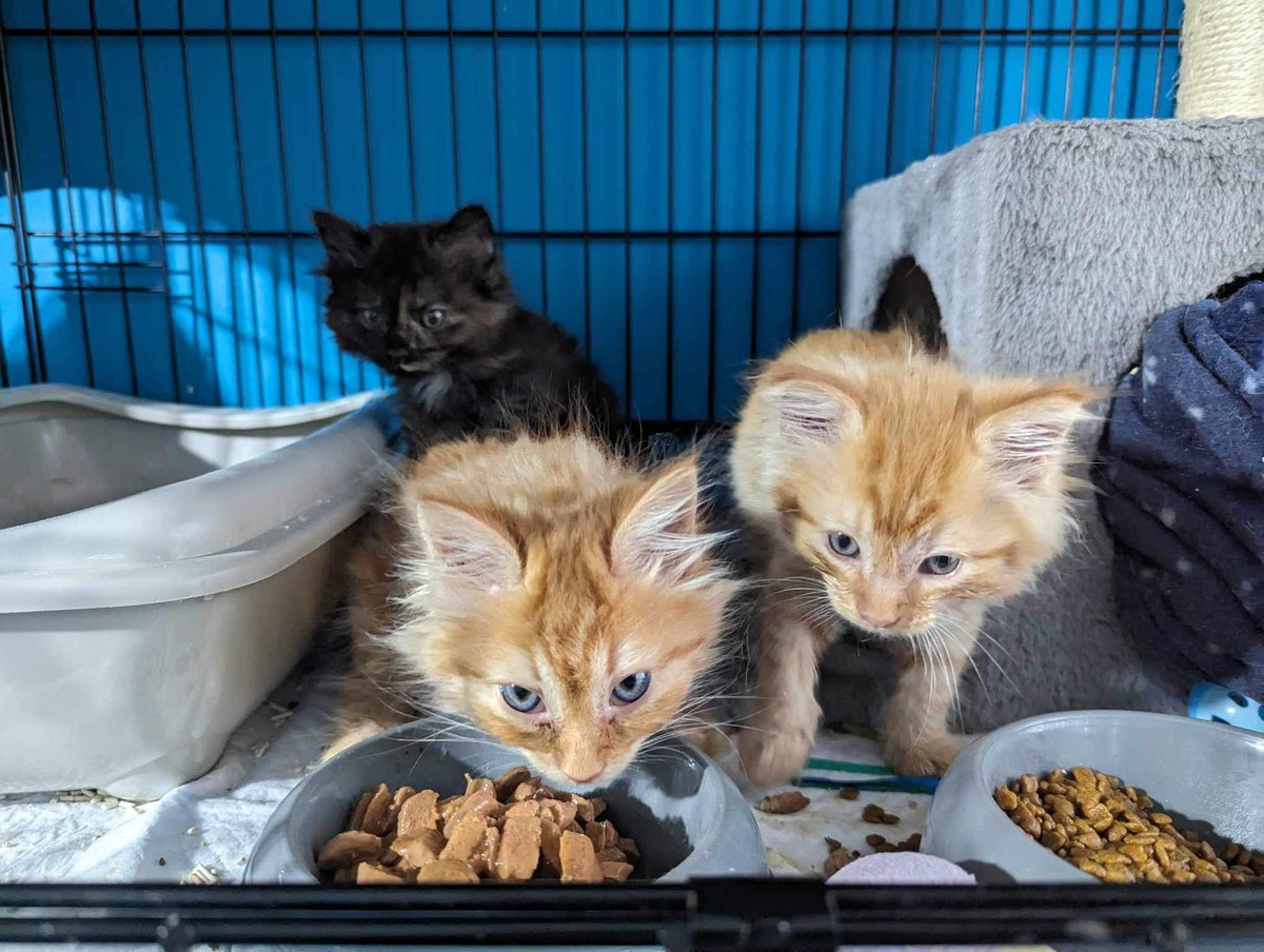 cassalia12's tweet photo. These beautiful babies came in with cat flu finally now starting to look so beautiful you are little angels. https://t.co/HaemqGE7tX