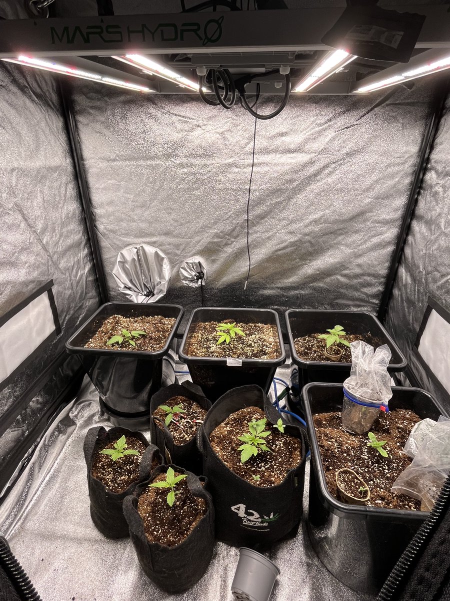 Whowaa's tweet image. @MarsHydroLight #MarsMade 

Repotted the one up front last night 

More due in at the weekend and a few going out 😆✌🏼💚