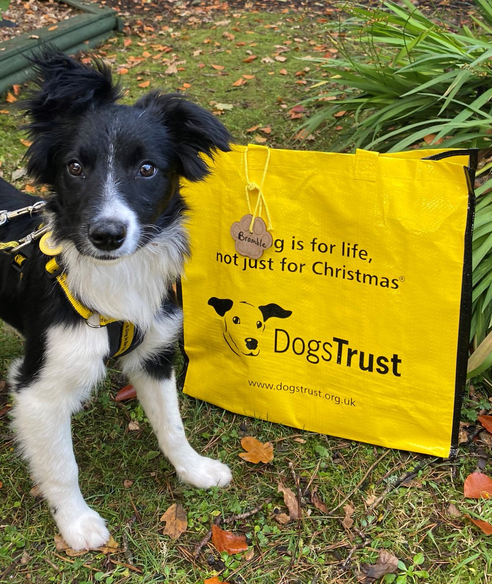 DT_WestCalder's tweet photo. Little Bramble😍certainly had that Friday feeling🎉as she got to pack up her bags🛍️and head off to her forever home🏡

She can't wait for all the fun adventures⛰️her new home will bring🐾💛

#BigYellowBagDay #AdoptDontShop #ADogIsForLife #Collie https://t.co/45elZDdagt