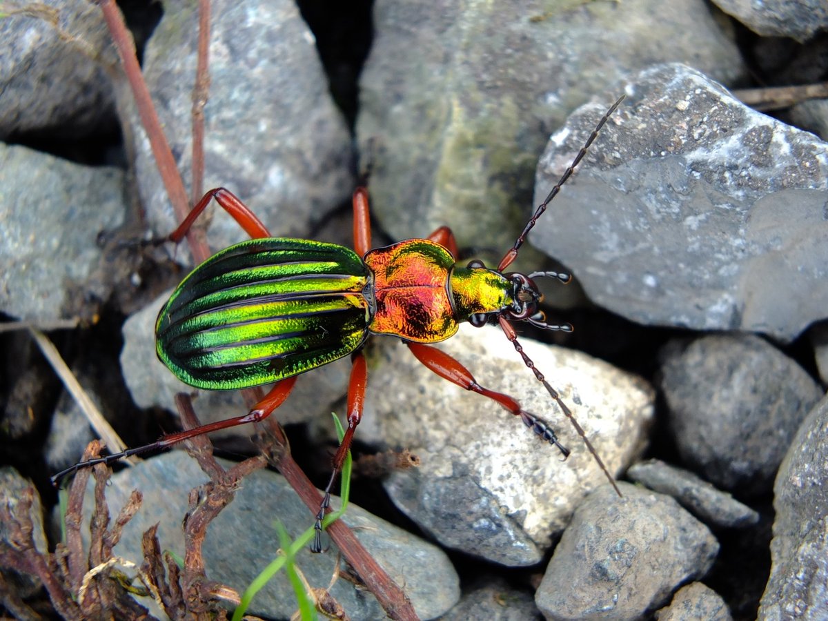 How about this for a spectacular beast! Carabus auronitens has been found in at least two locations in the Chilterns this year, the first UK records. Likely the result of accidental introduction (it's flightless) Thanks @miniwildlife for the record and photograph.