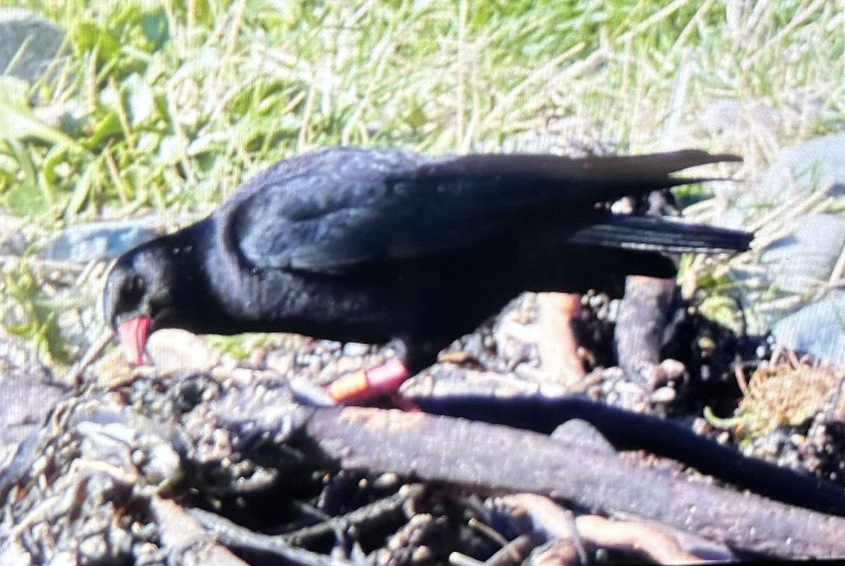 Sam Bayley tweet media