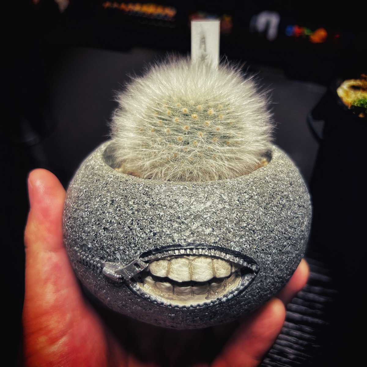 tadafujigame's tweet photo. 植え替えました🌵鉢可愛いっしよ✌️
#サボテン #マミラリア #月光殿 #mammillaria #guelzowiana #ユーフォルビア #イネルミス #九頭竜 #Euphorbia #inermis #フライレア #大型士童 #Frailea #cuctus #観葉植物 #観葉植物のある暮らし #珍奇植物 #タコモノ https://t.co/duwCXas3zC