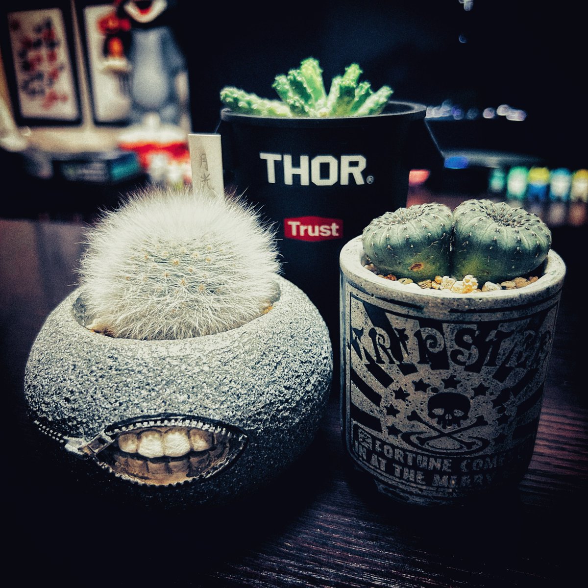 tadafujigame's tweet photo. 植え替えました🌵鉢可愛いっしよ✌️
#サボテン #マミラリア #月光殿 #mammillaria #guelzowiana #ユーフォルビア #イネルミス #九頭竜 #Euphorbia #inermis #フライレア #大型士童 #Frailea #cuctus #観葉植物 #観葉植物のある暮らし #珍奇植物 #タコモノ https://t.co/duwCXas3zC