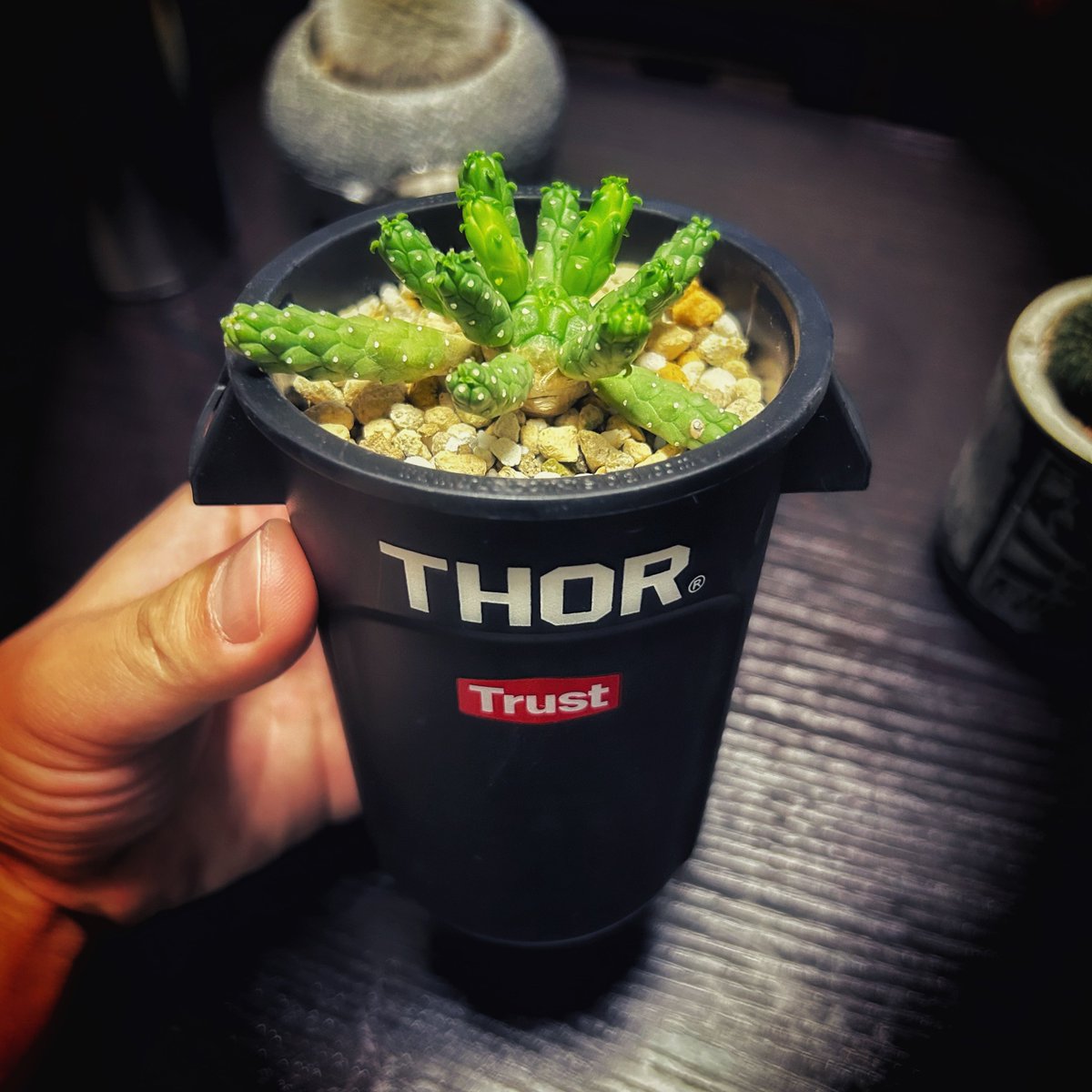 tadafujigame's tweet photo. 植え替えました🌵鉢可愛いっしよ✌️
#サボテン #マミラリア #月光殿 #mammillaria #guelzowiana #ユーフォルビア #イネルミス #九頭竜 #Euphorbia #inermis #フライレア #大型士童 #Frailea #cuctus #観葉植物 #観葉植物のある暮らし #珍奇植物 #タコモノ https://t.co/duwCXas3zC