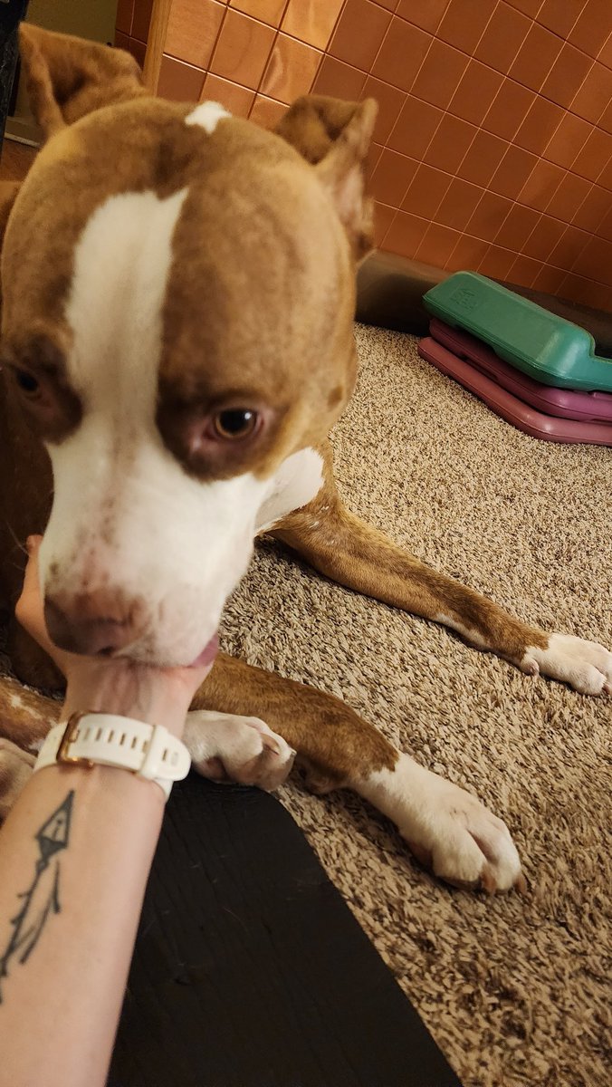 abbydoll82's tweet photo. Bailey kept me company during today's workout. https://t.co/ZIO7jBZXO6