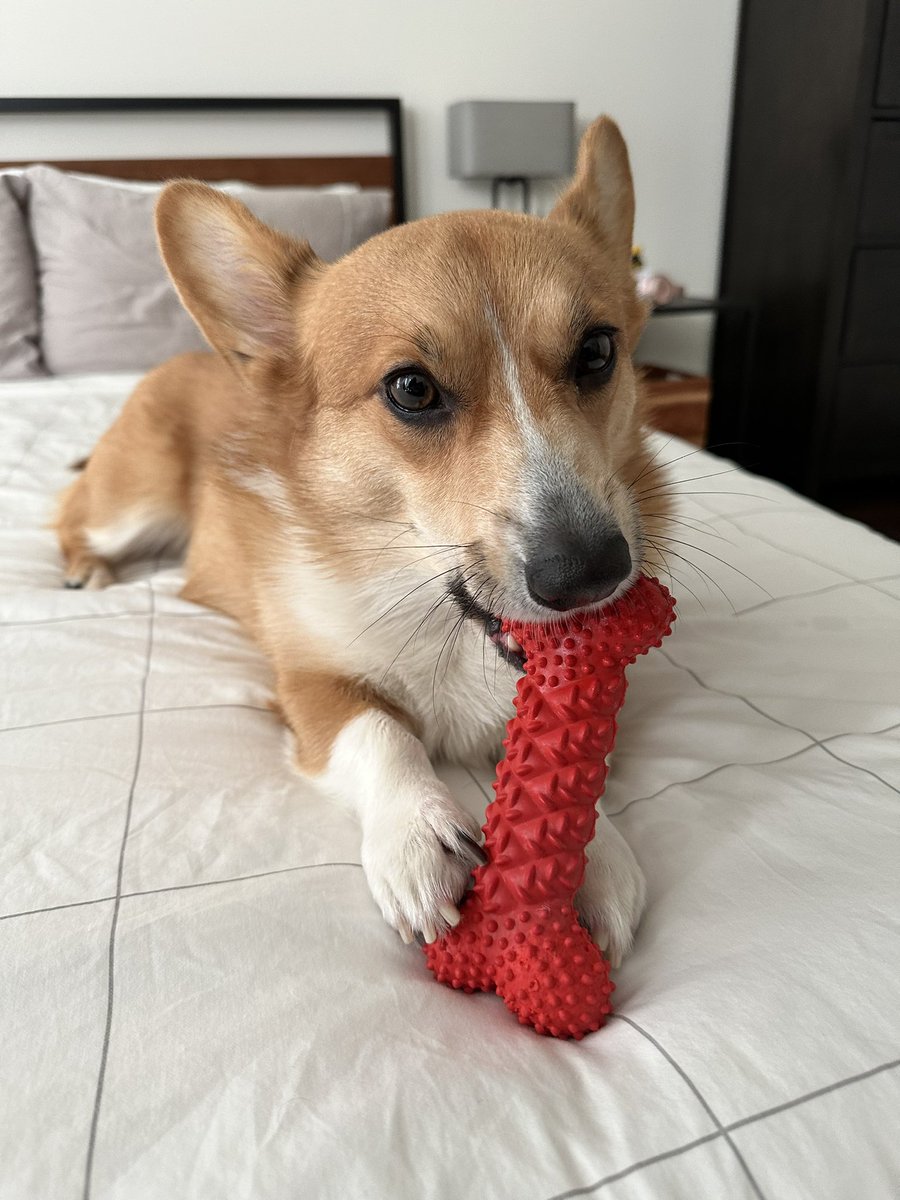 rorythecorgi's tweet photo. just me &amp; my bone 🦴🦴🦴
#CorgiCrew https://t.co/2QS7snb2G6