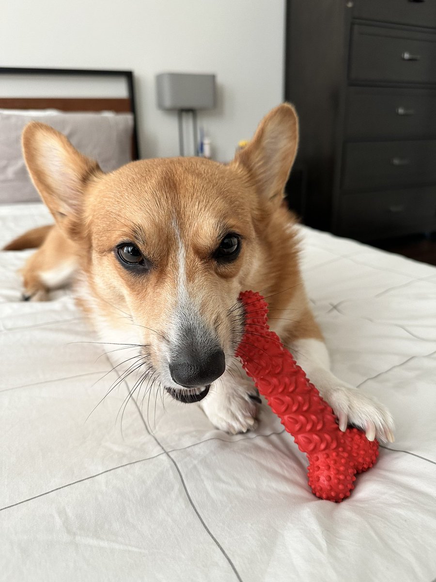 rorythecorgi's tweet photo. just me &amp; my bone 🦴🦴🦴
#CorgiCrew https://t.co/2QS7snb2G6