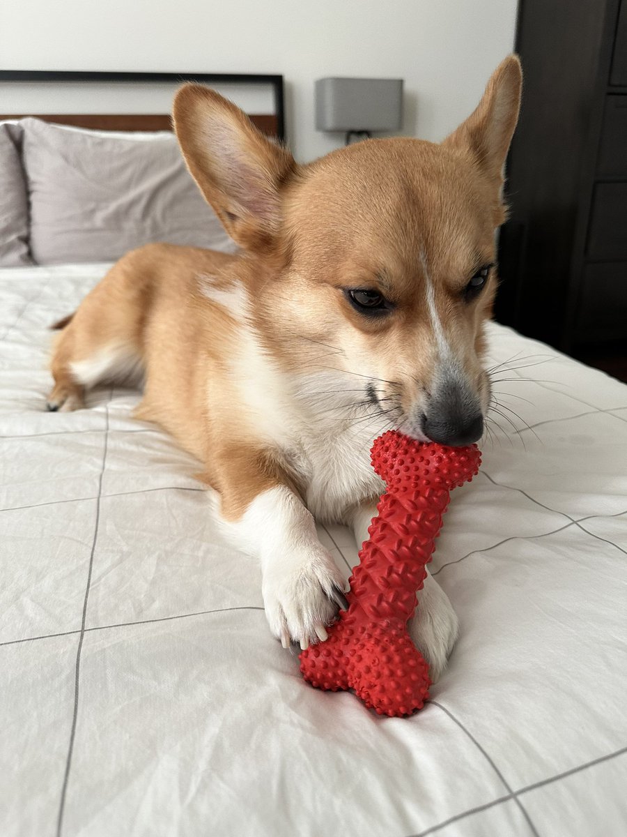 rorythecorgi's tweet photo. just me &amp; my bone 🦴🦴🦴
#CorgiCrew https://t.co/2QS7snb2G6
