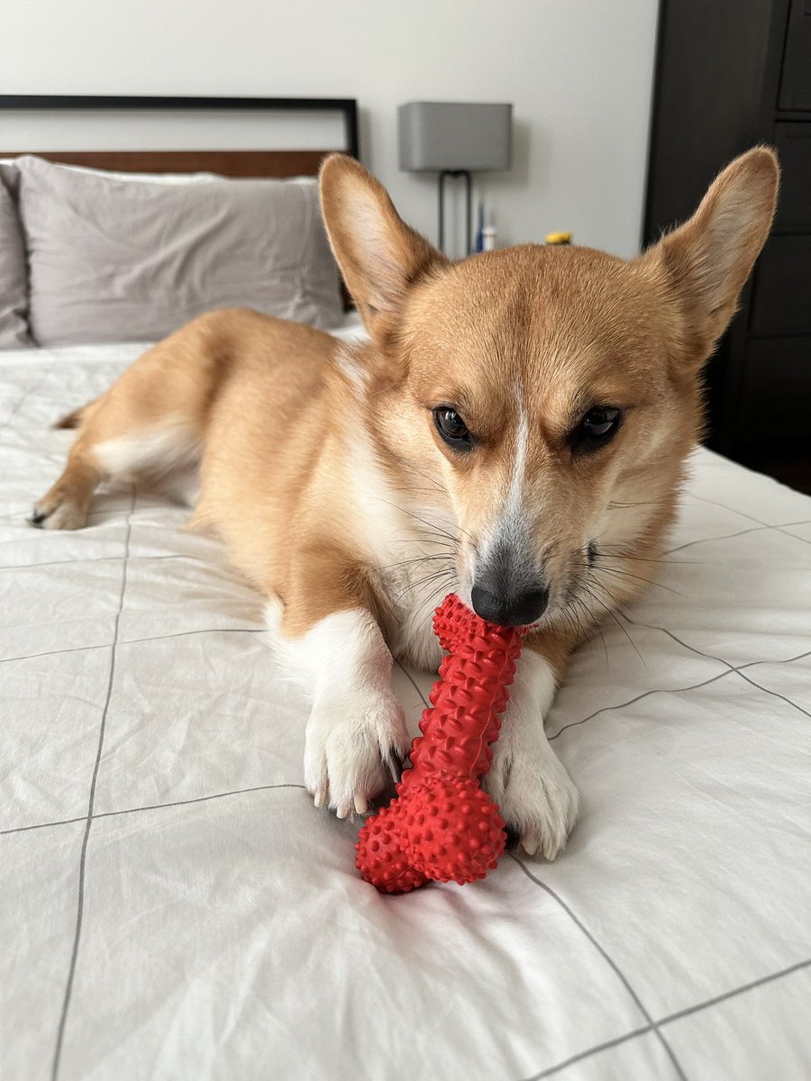 rorythecorgi's tweet photo. just me &amp; my bone 🦴🦴🦴
#CorgiCrew https://t.co/2QS7snb2G6