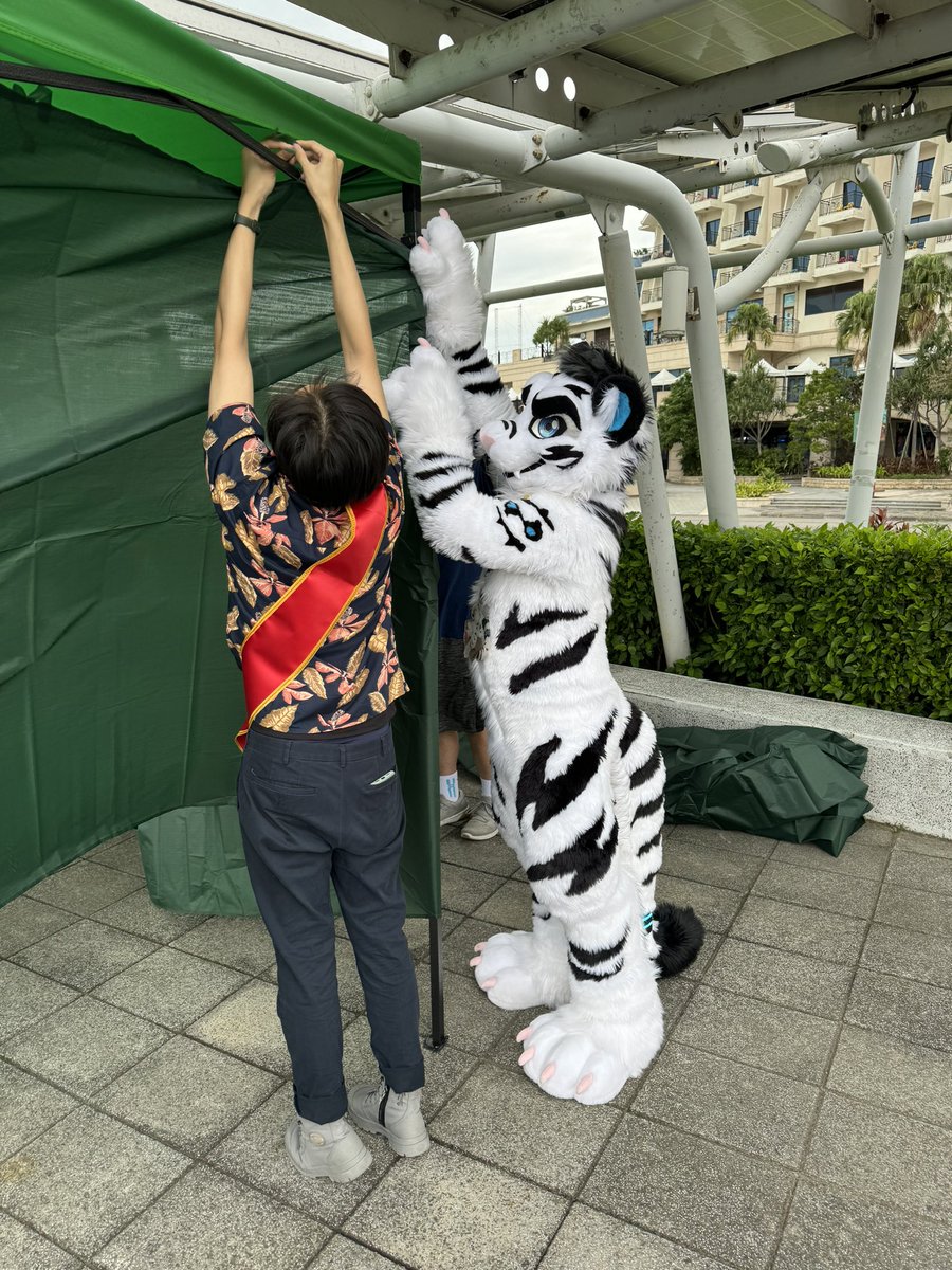 Working Tiger 📸：@Dog_Taku ✂️：@BK_fursuit #FursuitFriday #Infurnity2023 Wrong tag photographer, so repost sorry.