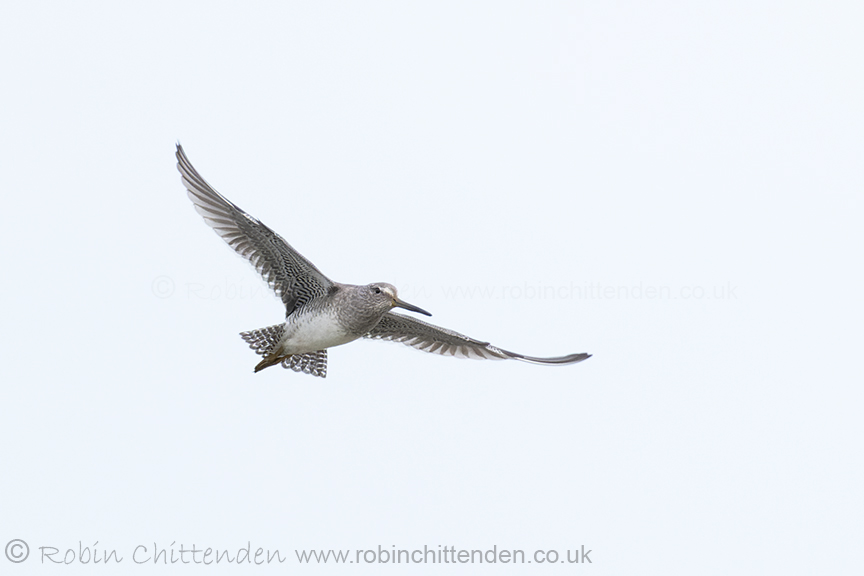 October bird news has been uploaded to birdlineeastanglia.co.uk Please click on the heading 'Birdline East Anglia' & scroll to the county of your choice. Long-billed Dowitcher (Limnodromus scolopaceus) NWT Cley Marshes Norfolk October 2023